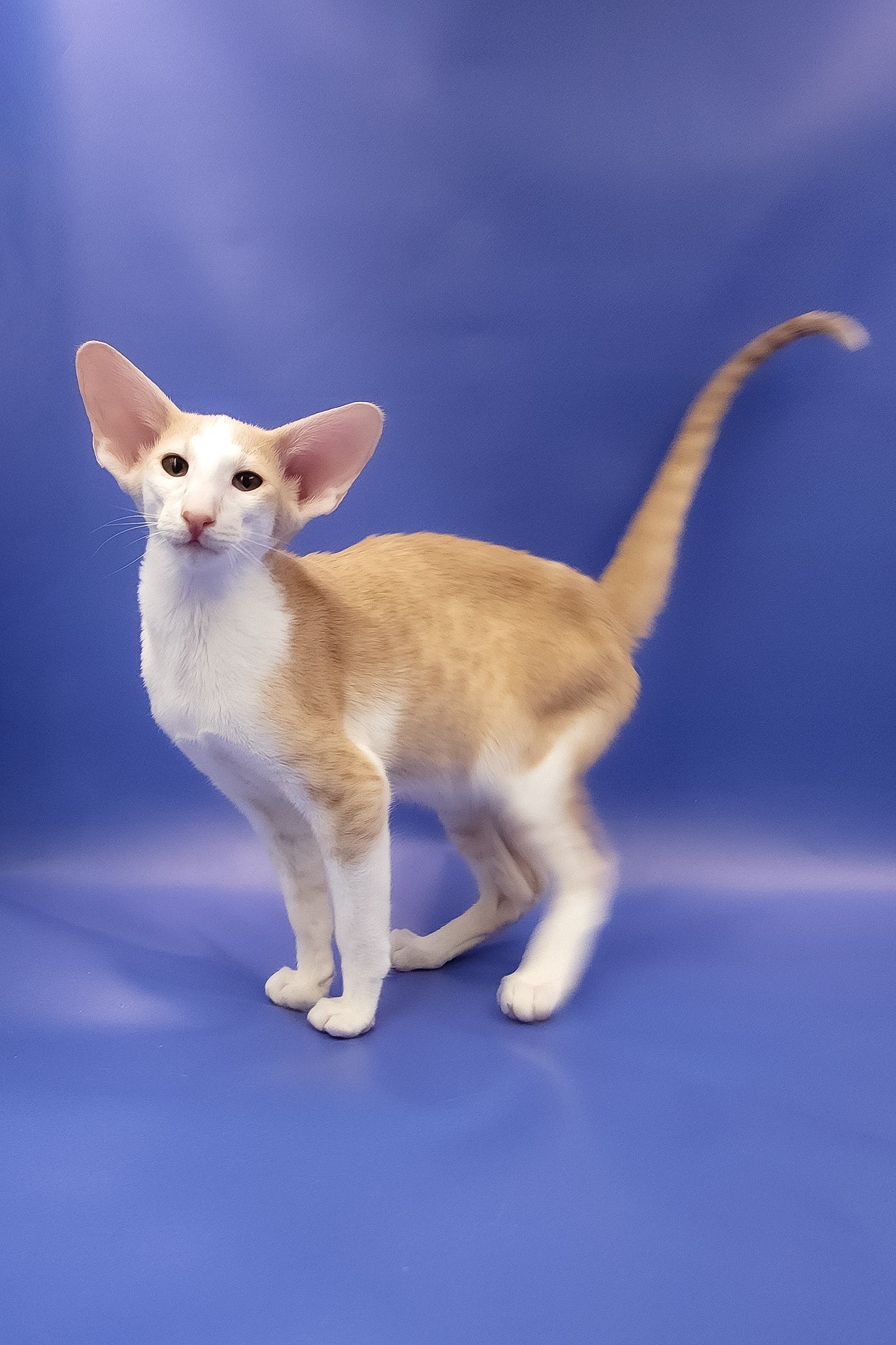 Hypoallergenic Kittens in New Mexico